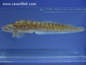 Foto Galerie/Perciformes/Cottoidei/Zoarces viviparus/Zoarces viviparus_06_S.jpg